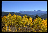 Aspens against the Mountains.  Colorado.