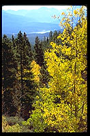 Aspens against the Mountains.  Colorado.