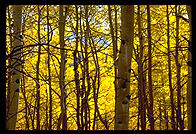 Aspens.  Colorado.