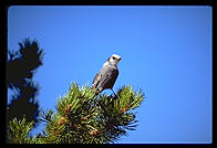 Bird of some kind.  Colorado.