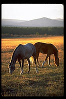 Horses.  Colorado.