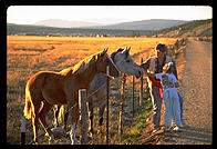 Horses. Colorado.