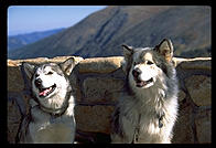 Raven and Kiva, Malamutes of Distinction.  Rocky Mountain National Park, Colorado.