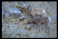 Rocky Mountain Sheep.  Colorado.