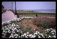 Flowers.  Charleston, South Carolina.