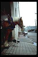Dog and horse.  Charleston, South Carolina.