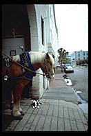 Dog and horse.  Charleston, South Carolina.