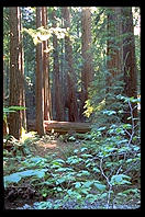 Muir Woods, California.