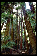 Muir Woods, California.