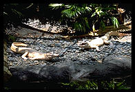 Alligators.  Audubon Zoo.  New Orleans, Louisiana. 