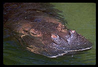 Hippo.  Audubon Zoo.  New Orleans, Louisiana.