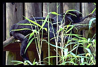 Monkeys.  Audubon Zoo.  New Orleans, Louisiana. 