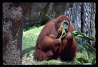 Orangutan.  Audubon Zoo.  New Orleans, Louisiana. 