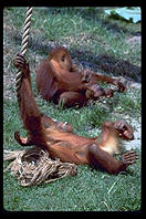 Orangutan.  Audubon Zoo.  New Orleans, Louisiana. 