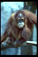 Orangutan.  Audubon Zoo.  New Orleans, Louisiana. 