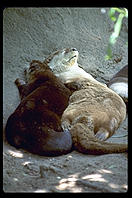 Otters.  Audubon Zoo.  New Orleans, Louisiana. 