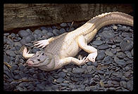 Alligator.  Orleans, Louisiana. 