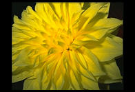 My friend Ted grew this Dahlia flower on his Cambridge condo's terrace