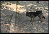 Dog.  English Garden. Munich.