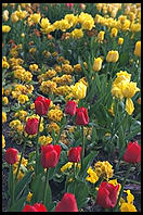 Flower Garden.  Downtown Munich.