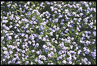 Flowers.  Downtown Munich.