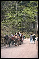 Horse Carriages taking tourists up to Neuschwanstein (King Ludwig II's great castle in Bavaria).