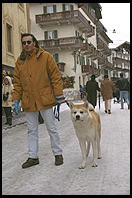 An Akita in downtown Cortina