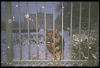 A dog in the snow in Vicenza, Italy.