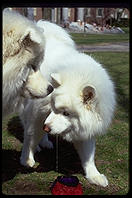 Alex and Sammmy. Harvard Yard 1998