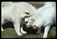 Alex and Sammmy. Harvard Yard 1998