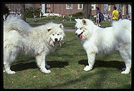 Alex and Sammmy. Harvard Yard 1998