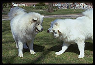 Alex and Sammmy. Harvard Yard 1998