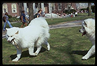 Alex and Sammmy. Harvard Yard 1998