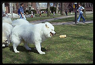 Alex and Sammmy. Harvard Yard 1998