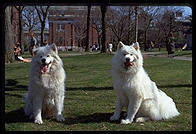Alex and Sammmy. Harvard Yard 1998
