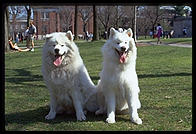 Alex and Sammmy. Harvard Yard 1998
