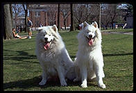 Alex and Sammmy. Harvard Yard 1998