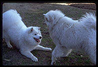 Alex and Sammmy. Harvard Yard 1998