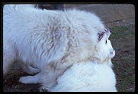 Alex and Sammmy. Harvard Yard 1998