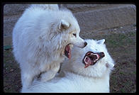 Alex and Sammmy. Harvard Yard 1998