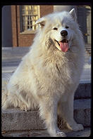 Mombasa.  A Great Pyrenees puppy.  Harvard Yard 1998