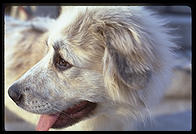 Mombasa.  A Great Pyrenees puppy.  Harvard Yard 1998