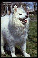 Sammmy.  Harvard Yard 1998