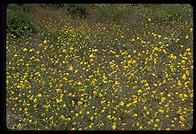 Tennesee Valley Trail.  Marin County, California.
