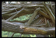 Tennesee Valley Trail.  Marin County, California.
