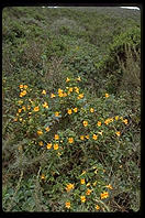 Tennesee Valley Trail.  Marin County, California.