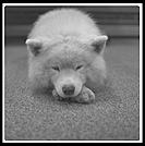 George alone.  Cambridge, Massachusetts.