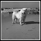 George at Gay Head.  Martha's Vineyard.  Massachusetts.