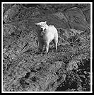 George at Gay Head.  Martha's Vineyard.  Massachusetts.