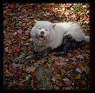 George among the leaves.  Melrose, Massachusetts.